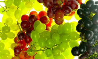 korekta żywieniowa żylaków